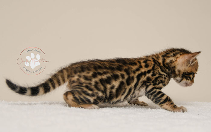 Bengal kitten for sale